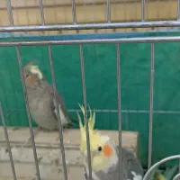 یک جفت عروس هلندی جوان نر و ماده و یک جفت مولد|پرنده|شیراز, شهرک گلستان|دیوار