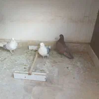 جوجه قرمزی سرخ