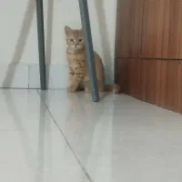 واگذاری دوعدد گربه نر و ماده.|گربه|پاکدشت, شهرک امام رضا|دیوار