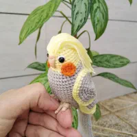 طوطی کوتوله بافتنی|کلکسیون و سرگرمی|نیشابور, هفده شهریور|دیوار