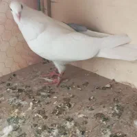 جوجه کبوتر پرشی