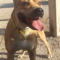 سگ خارجی روتوایلر