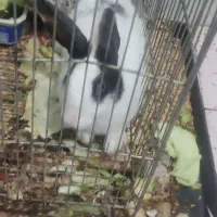 خرگوش معاوضه|موش و خرگوش|سنندج, |دیوار