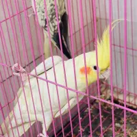 کبوتر|پرنده|بندرعباس, |دیوار