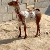 گل توپی|حیوانات مزرعه|قم, بلوار امین و ساحلی|دیوار