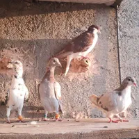 کبوتر|پرنده|نیشابور, فیض آباد|دیوار