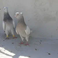 کفتر در تخت جمشبد