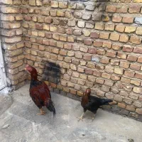 خروس لاری|حیوانات مزرعه|تاکستان, |دیوار