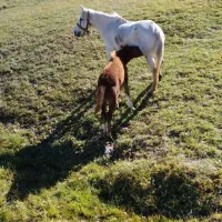 قیمت ۴۵۰۰۰۰۰۰میلیون|اسب و تجهیزات اسب‌سواری|اردبیل, |دیوار