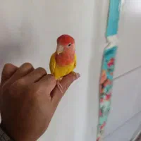 دو عدد طوطی برزیلی اهلی