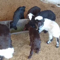 ۱۲عددمیش وبره گوسفند