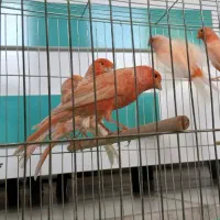 قناری سوپر برفکی درشت