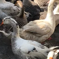 غاز  درجه  یک  درشت|حیوانات مزرعه|جوانرود, |دیوار