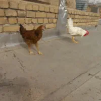 خروس