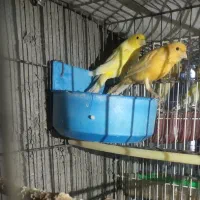 قناری رو جوجه و تعدادی قناری آماده نر و ماده