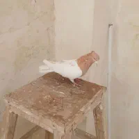 کبوتر|پرنده|بروجرد, |دیوار