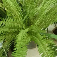 فروش ویژه گل و گیاه آپارتمانی|گل و گیاه طبیعی|طبس, |دیوار