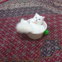 گربه پرشین اصل