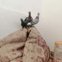 کفتر بی بوب