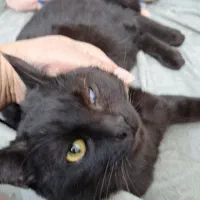 واگذاری مسئولانه گربه واکسینه و انگل تراپی