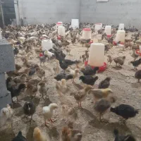 جوجه گلپایگان ۲۵روز