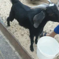 فروش کهره نر در جم