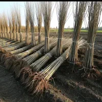 فروش ویژه نهال صنوبر+شانتیون|خدمات باغبانی و درختکاری|تبریز, |دیوار