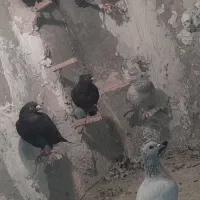 کبوتر نر سوراخ|پرنده|نگار, |دیوار