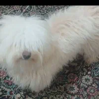 سگ پا کوتاه شیتزو|سگ|کرمان, |دیوار