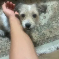 واگزاری رایگان