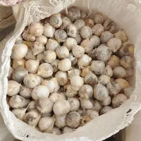 موسیر کوهی اسنم