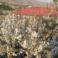 فروش باغچه بادرختان ۸ساله مستمر بابهترین موقعیت|فروش خانه و ویلا|هشتگرد, فشند|دیوار