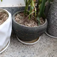 گلدان سالم بزرگ و کوچک|گل و گیاه طبیعی|گلبهار, شهر جدید گلبهار|دیوار