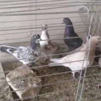 سلام خروس لاری|پرنده|اردکان, |دیوار