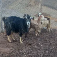 بز آبستن|حیوانات مزرعه|کیانشهر, |دیوار