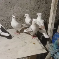 کبوتر