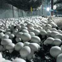 آموزش رایگان پرورش قارچ در کانال ایتا