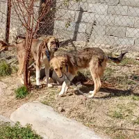 دوتوله سگ 6ماهه نژاد دوبرمن و بومی5000