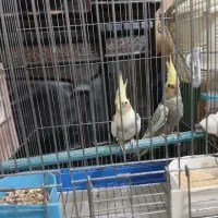 جفت  عروس هلندی