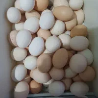 تخم مرغ محلی