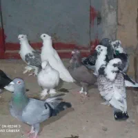 10 عدد کبوتر بلژیکی اصل طاووسی|پرنده|گنبد کاووس, |دیوار