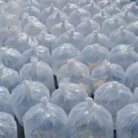 بچه ماهی پرورشی مشهد