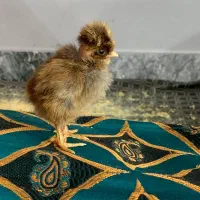 جوجه محلی و جوجه برهما|حیوانات مزرعه|گرگان, |دیوار
