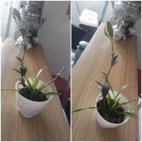 گل طبیعی|گل و گیاه طبیعی|کرج, برغان|دیوار