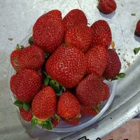 میوه استوایی|خوردنی و آشامیدنی|مشهد, فتح المبین|دیوار