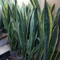 حراج گل و گیاه