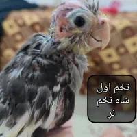 جوجه عروس هلندی دون خور|پرنده|مشهد, منزل آباد|دیوار