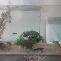 فروش اکواریوم با ماهی|ماهی|فولادشهر, مسکن مهر فولادشهر|دیوار