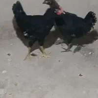مرغ و خروس جوانه کوردی سالم