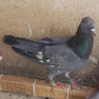 کفتر